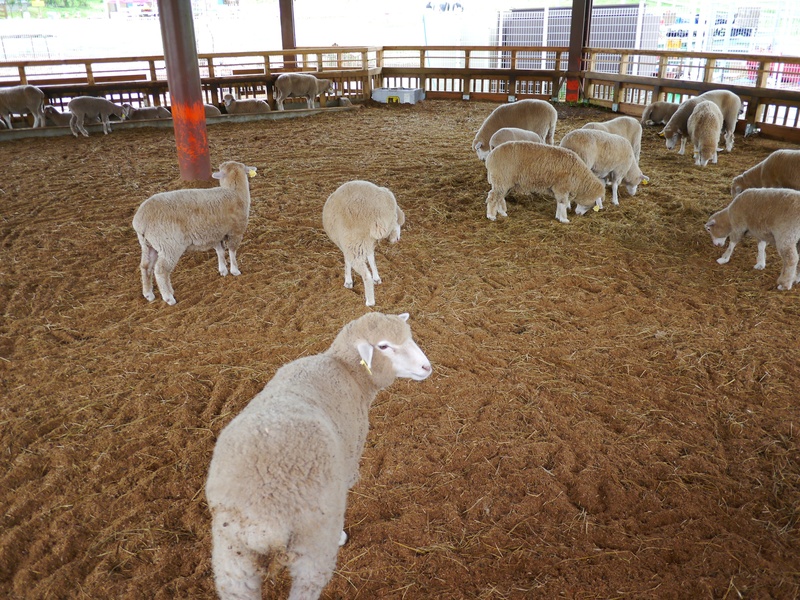 domestic animals, sheep, agriculture, animal pen, group of animals, yang, 2K, amount of year, background, no people, pets, land, farm, vertebrate, mammal