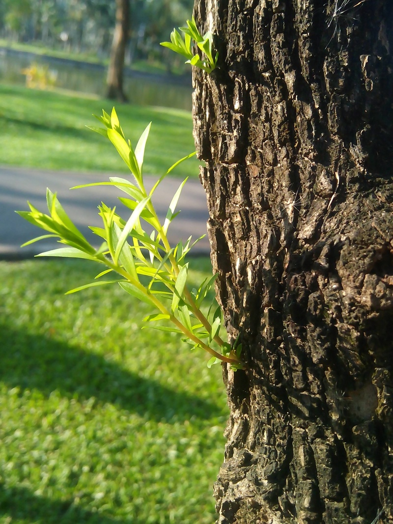 day, no people, green, green color, growth, tree trunk, sapling, beauty in nature, the amount of the light, 2K, focus on foreground, trunk, plant, close-up