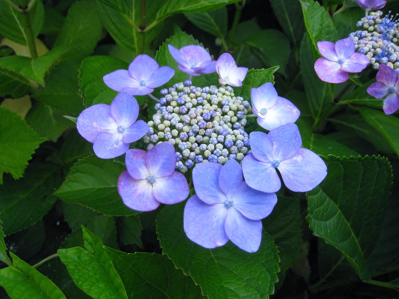 amount of hydrangea, vulnerability, outdoors, fragility, blue, flower, no people, close-up, flowering plant, indigo, hydrangea, pollen, flower head, ota kisan