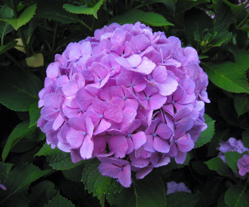 bunch of flowers, beauty in nature, red purple, close-up, yokosuka, japan, amount of hydrangea, lot, plant part, vulnerability, day, no people, Hydrangea