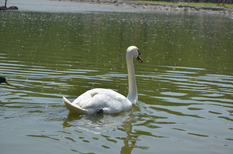 one animal, nature, vertebrate, White Swan, bird, the white swan, animal themes, water bird, rippled, zoology, lake, 2K, outdoors, the amount of, river