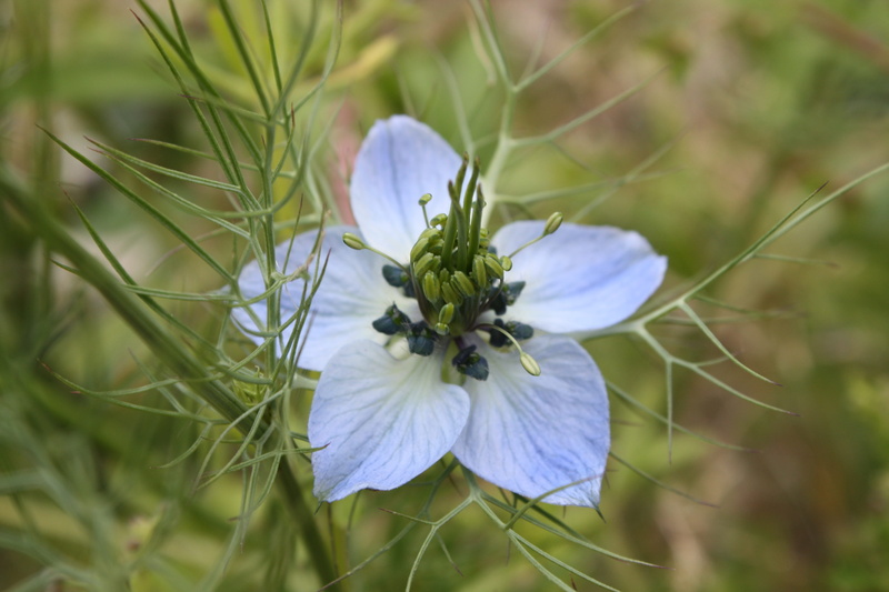 day, outdoors, grass, nature, beauty In Nature, nigella damascena miss jekyll, jekyll, flower, springtime, miss, blue, no people, focus on foreground, Nigella Damascena