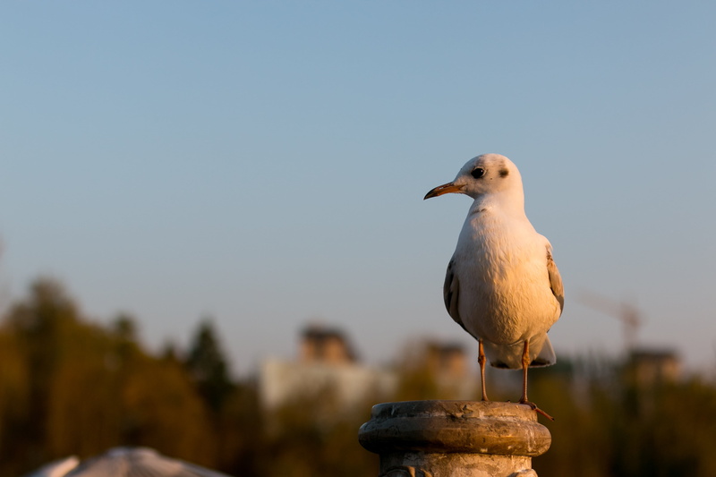 animal, bird, seagull, json, blue, animal themes, barry, 4K, one animal, close-up, sky, perching, animals in the wild, vertebrate, architecture, outdoors