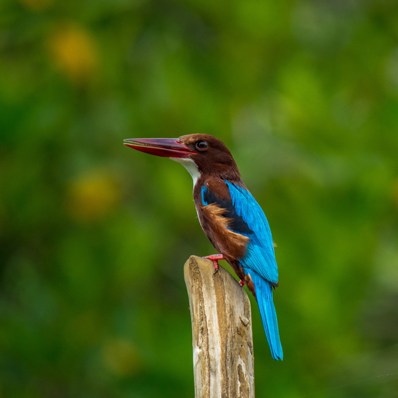 animal, animal themes, bird, nature, branch, wooden post, wooden, side view, vertebrate, blue, animal wildlife, green, close-up, fisher, beauty in nature