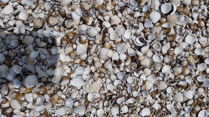 industry, solid, backgrounds, directly above, outdoors, gravel, day, pebble, Outdoor, stone - Object, gray, Aquatic, Seashells, abundance, close-up, Sea