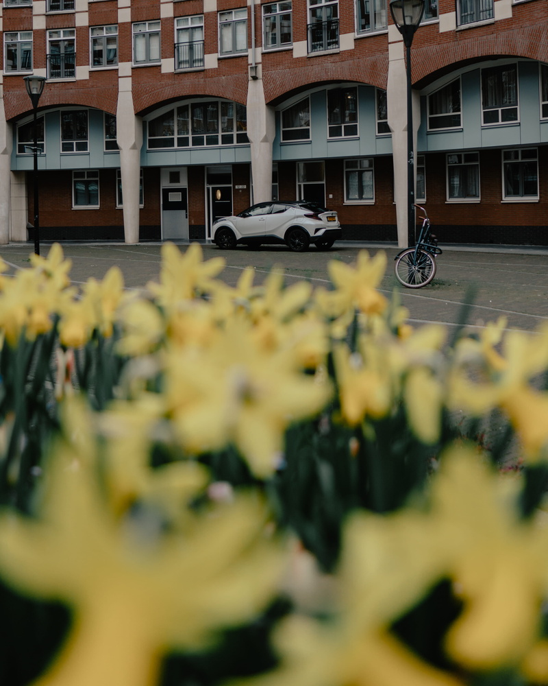 outdoors, vehicle, focus on background, street, tulip, land vehicle, architecture, office building, building, iris, day, automobile, 4K, daffodil, city