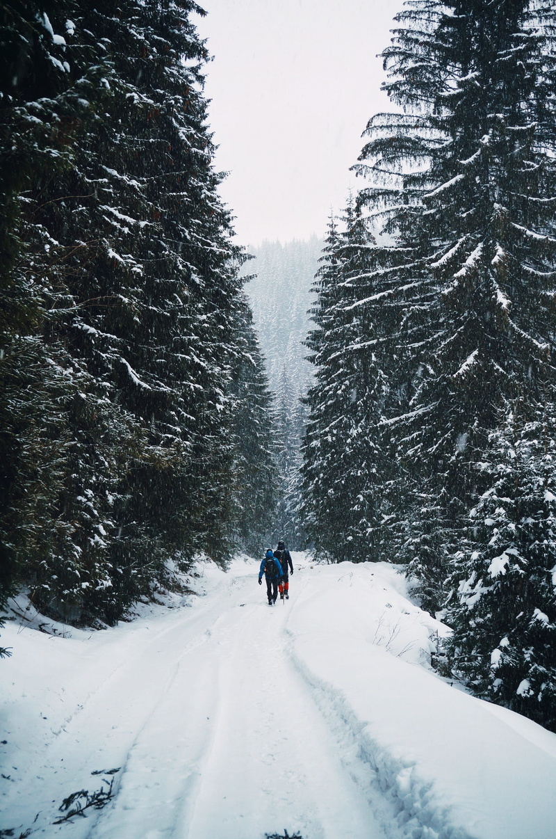 cold temperature, two, covering, pine, beauty in nature, sky, unrecognizable person, extreme weather, middle, trees, non-urban scene, walking, lifestyles