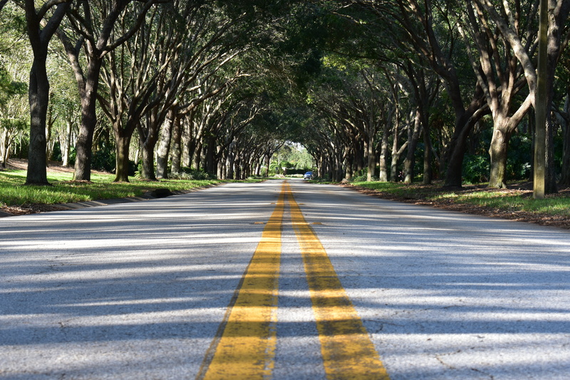 long, marking, beauty in nature, tree, lines, treelined, dividing line, outdoors, asphalt, yellow, road, 5K, grey, road marking, leading lines, diminishing perspective