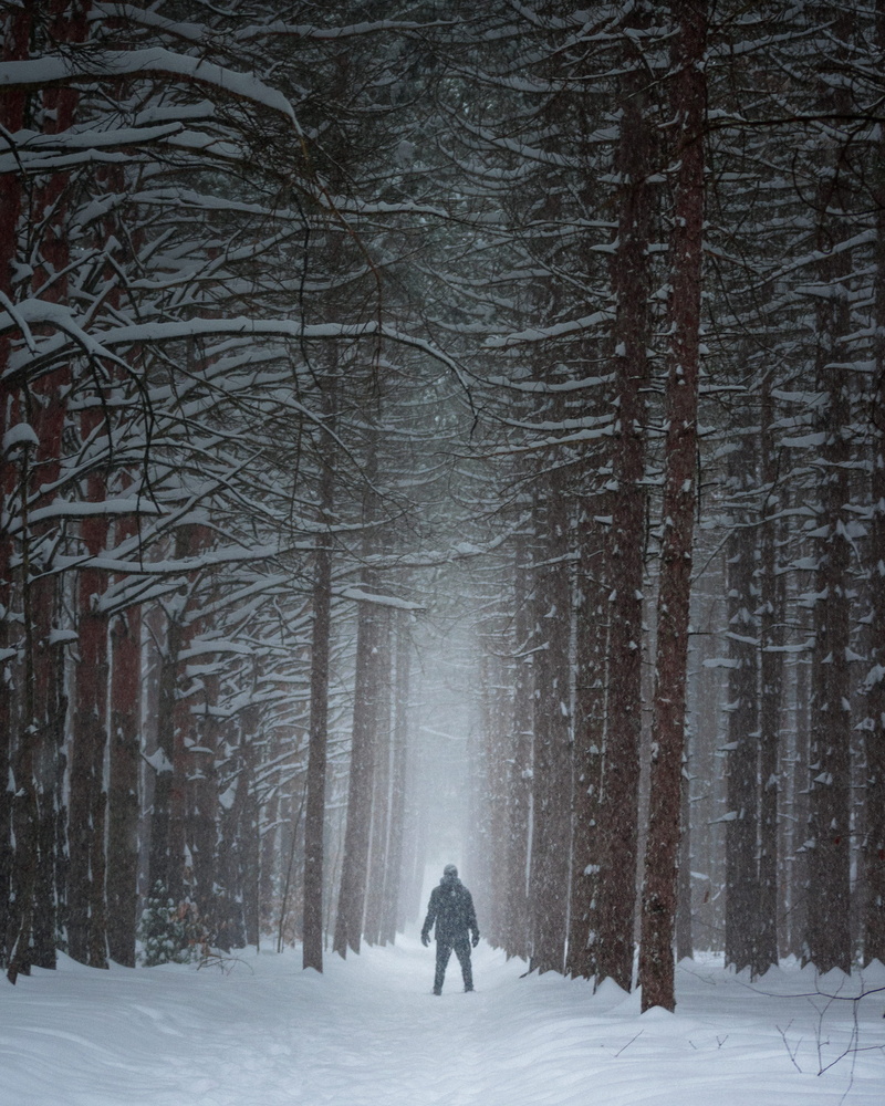 lifestyles, world, narnia, beauty in nature, snowing, tree, covering, snow, winter, walk, leading lines, outdoors, full length, cold temperature, warm clothing