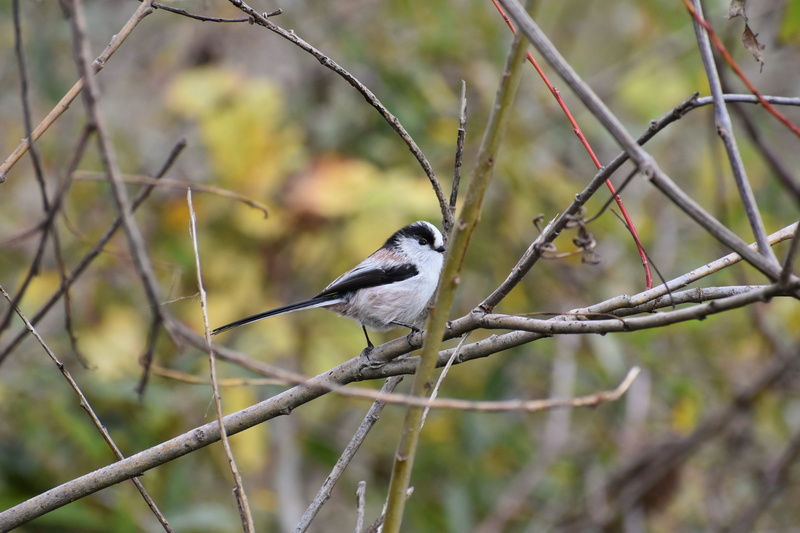 bird, landscape, no people, one animal, perching, close-up, focus on foreground, wood, animal, wild animal, energy guide department of, animal wildlife