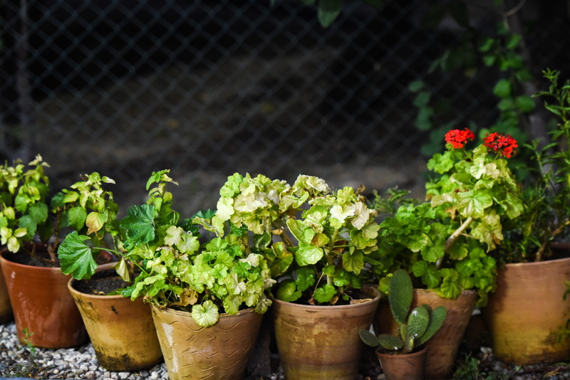 gardening, freshness, outdoors, tehran, close-up, healthy eating, food and drink, no people, growth, plant part, beauty in nature, 4K, plant, variation