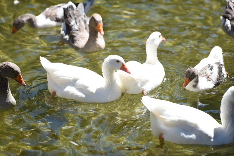 nature, water, flock of birds, lake, animals in the wild, animal family, togetherness, animal themes, white color, tehran, swimming, goose, animal wildlife
