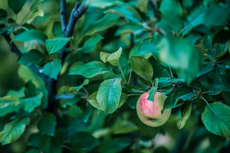 green color, close-up, green leaf, iran, food, beauty in nature, focus on foreground, red, plant part, nature, ripe, freshness, damavand, 5K, wellbeing