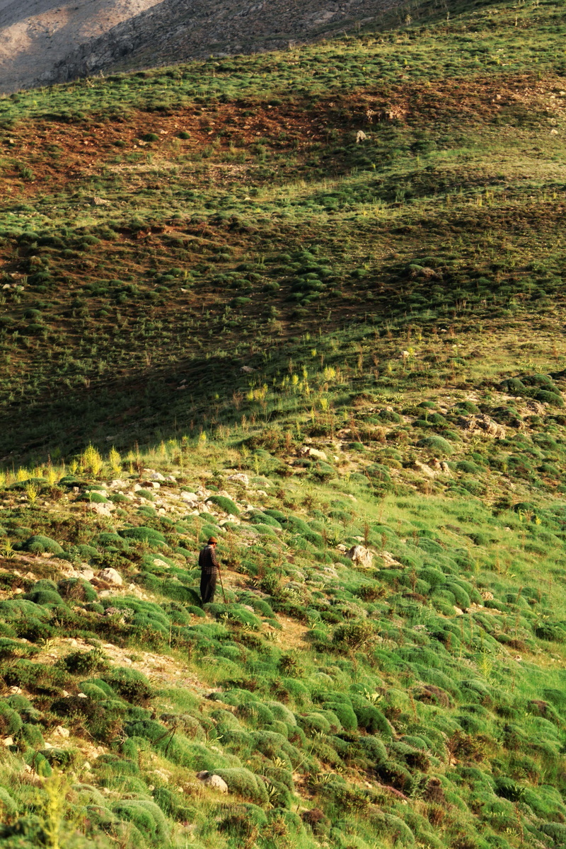 land, 5K, landscape, iran, animals in the wild, beauty in nature, outdoors, animal, plant, tranquility, field, vertebrate, green color, damavand, day