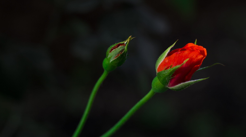 red, beginnings, bud, rose - flower, tulip, plant stem, flowering plant, petal, sepal, growth, iran, plant part, flower head, outdoors, no people, plant