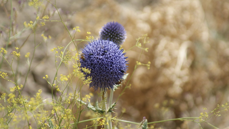 no people, food, environment, herb, vulnerability, lavender, fragility, freshness, plant, purple, mountain, 4K, beauty in nature, growth, alborz, springtime
