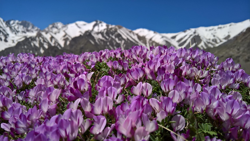 day, flowering plant, mountain range, alam-kuh, snowcapped mountain, crocus, freshness, vulnerability, beauty in nature, springtime, flower head, no people