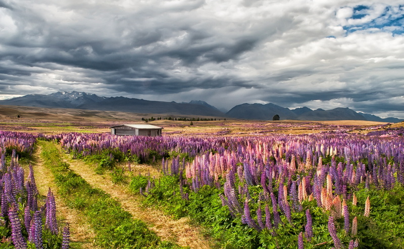 New Zealand, nikond5000, cloud - sky, no people, flower head, purple, flowering plant, land, aromatherapy, fiend, field, beige, zealand, Mountains, environment