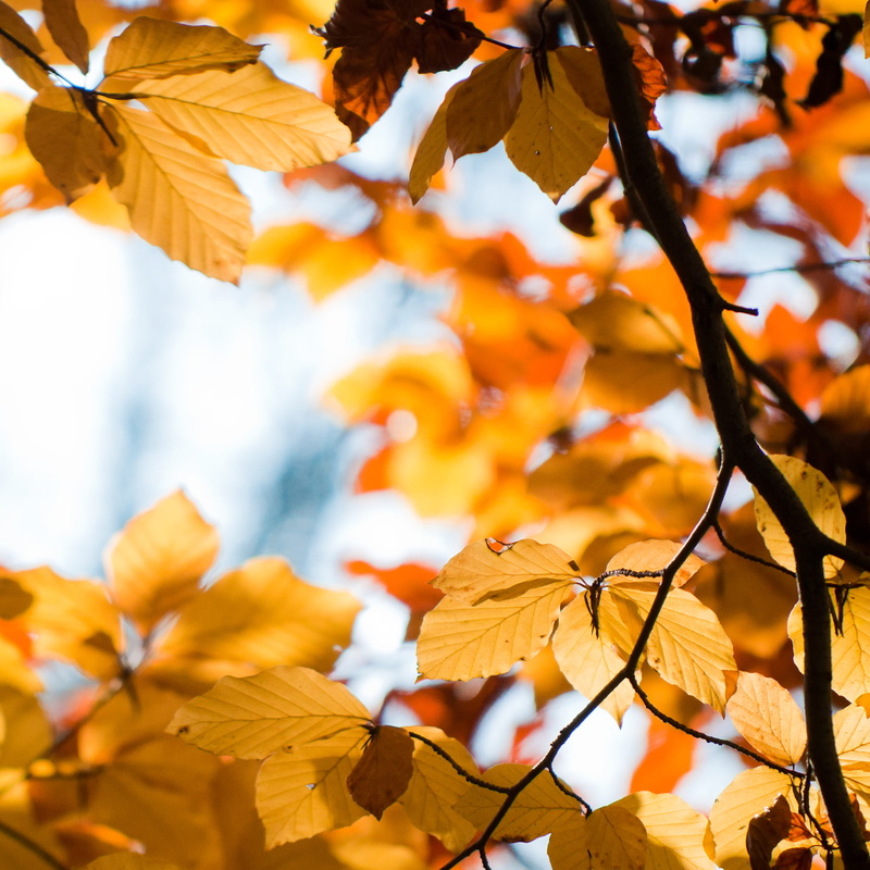 close-up, nature, maple leaf, plant, no people, foliage, plant part, autumn, germany, nikonaf‑sdxvrzoom‑nikkor55‑200mmf/4‑5.6gif‑ed, outdoors, photography