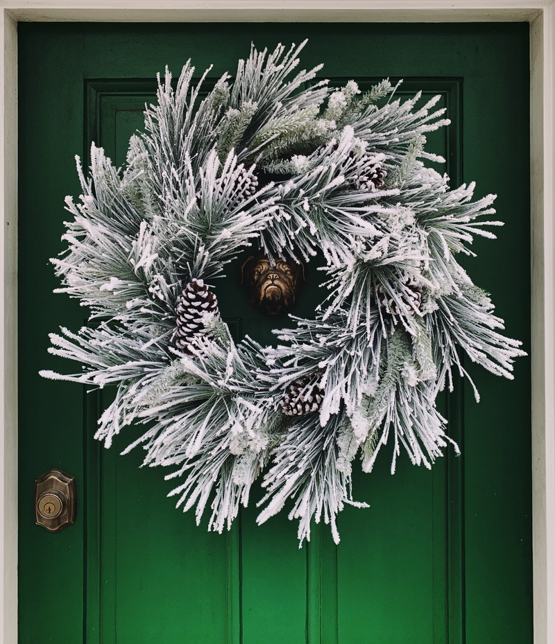 flowering plant, green color, wall, no people, fern, flower head, 2K, round, animal themes, outdoors, snow, plant, freshness, animal, icicle, close-up