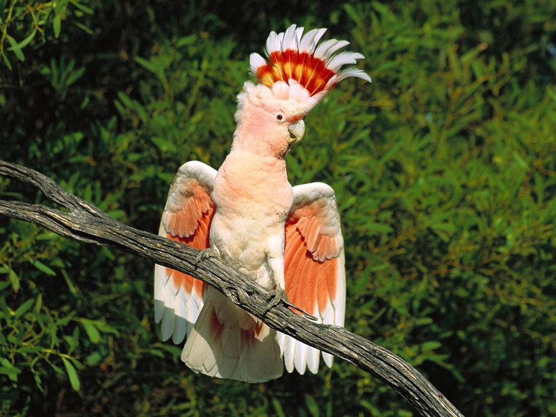 parrot, plant, animal, two animals, tropical Climate, animal Wing, perching, beak, bird, zoo, animal themes, tree, 720P, outdoors, focus on foreground