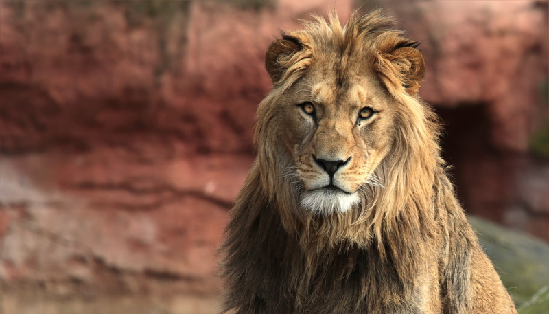 1080P, beast, Leo, king