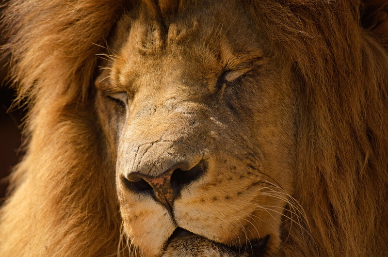 animals in the wild, no people, male animal, king, africa, lion - feline, mammal, one animal, leo, close-up, nature, safari, lion, brown, cat, whisker