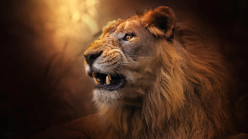 face, 1080P, fangs, Leo, wool, the king of beasts