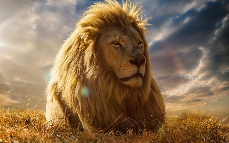 vertebrate, beasts, one animal, animals in the wild, animal themes, sky, 1080P, photography, no people, grass, animal wildlife, nature, Animals, outdoors