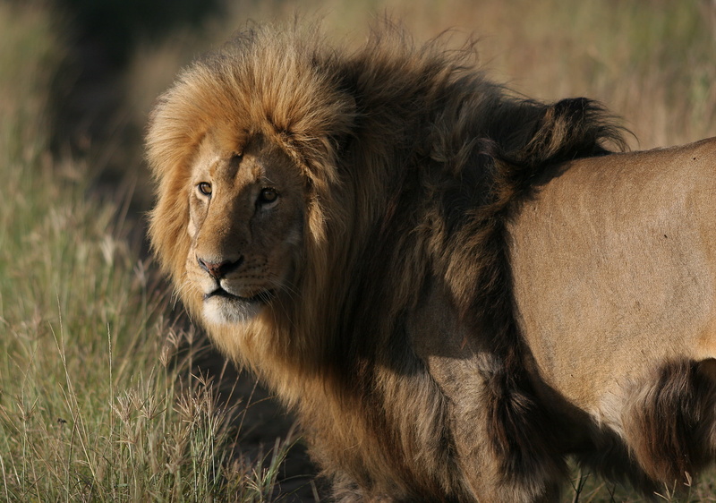 no people, carnivora, king of beasts, animal, mammal, animal wildlife, cat, outdoors, lion - feline, male animal, big cat, day, nature, feline, focus on foreground