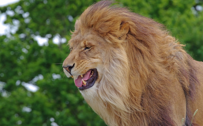 teeth backgrounds, lion, big cat, predator, king of beasts, 4K