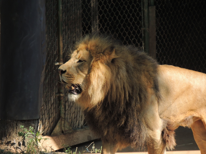 lions mane, lion at zoo, big cat, mane, zoo, outdoors, animals in captivity, mammal, male lion, king of the beasts, lion, pets, animal themes, feline, no people