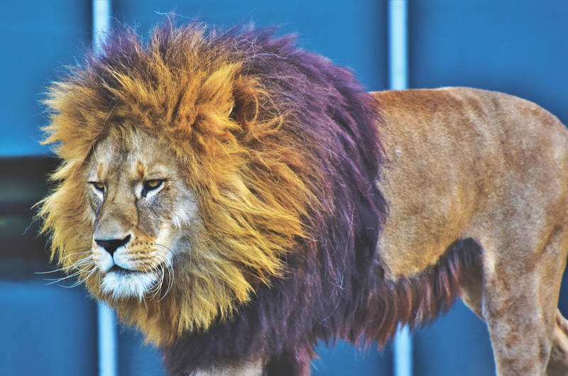 king of beasts, lion, mane, predator, serious, 4K