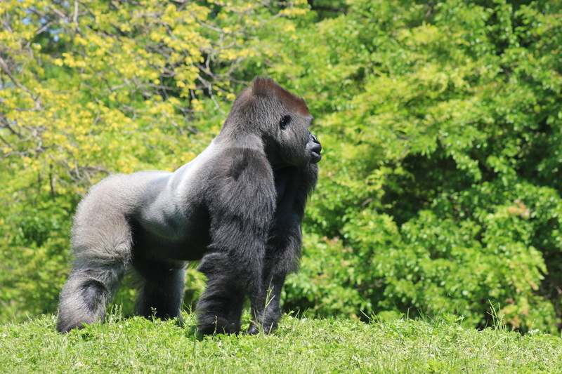 vertebrate, trees, tropical rainforest, jungle, animal wildlife, gray, fur, wild, king, one animal, 5K, hairy, huge, green color, ape, forest, male, plant