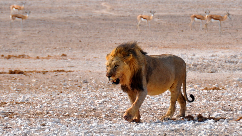 land, side view, mammal, day, male animal, 1080P, namibia, africa, near, outdoors, undomesticated cat, male, safari, animal, arid climate, king of the beasts
