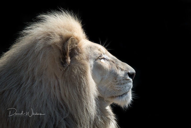 beast, 4K, king, Leo