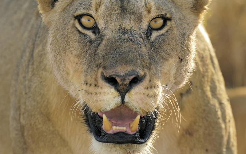 Leo, 1080P, cats, animals, the king of beasts, lioness