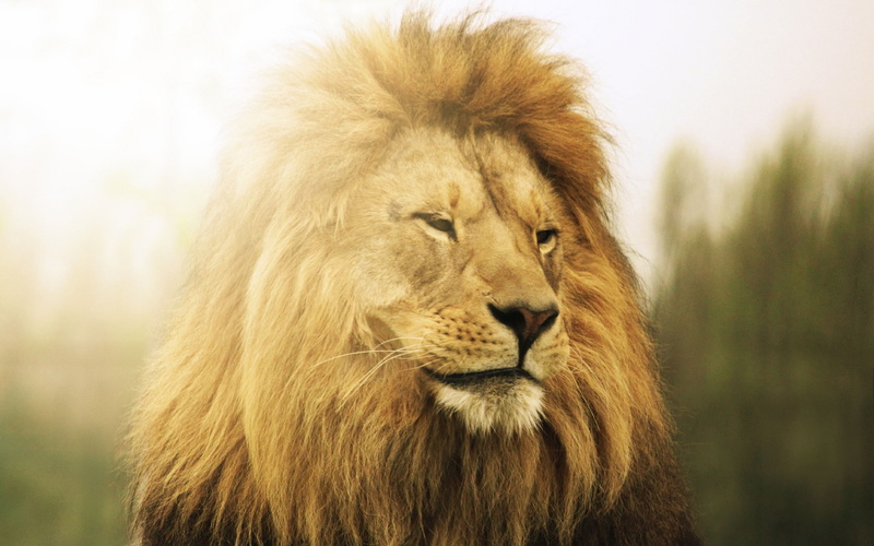 beast, Leo, 2K, king