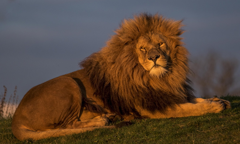 the king of beasts, handsome, 5K, Leo
