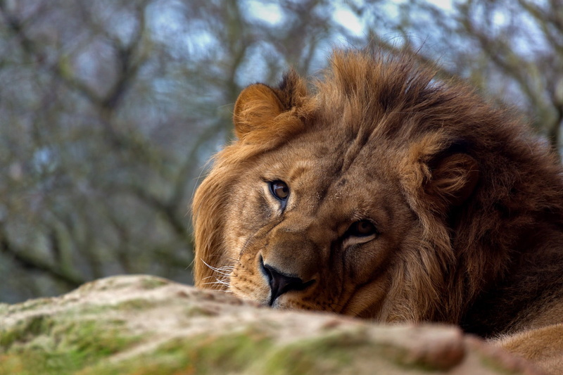 look, Leo, face, wild cat, the king of beasts, 1080P