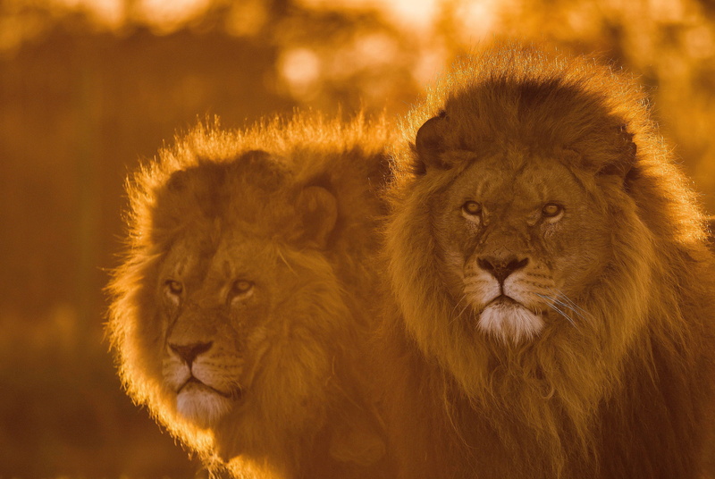 4K, wild cat, look, the king of beasts, pair, lions, mane, face, Leo