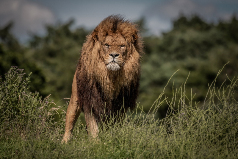 look, mane, bokeh, the king of beasts, Leo, 4K, grass, wild cat