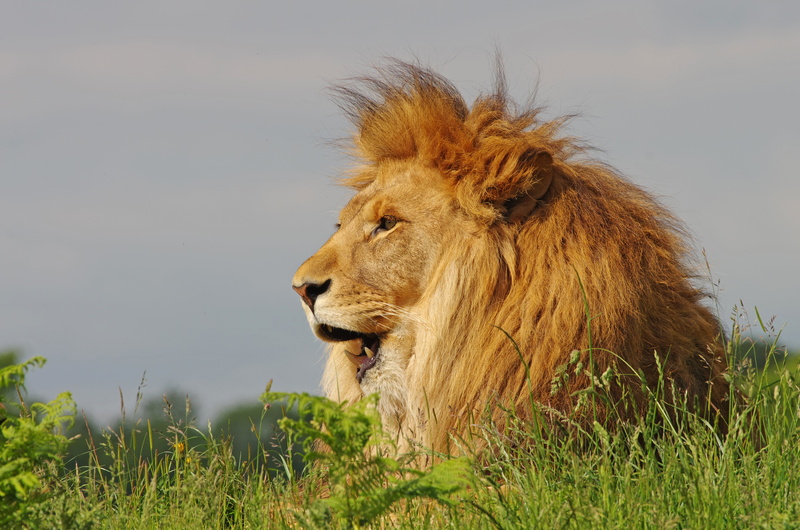 mouth open, plant, animal wildlife, animal head, looking away, day, animal, animals in the wild, lion, carnivora, side view, one animal, profile view, undomesticated cat