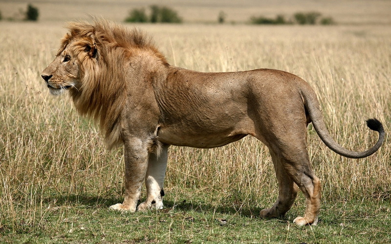 Grass, day, animal, nature, King of beasts, animals in the wild, male animal, safari, undomesticated cat, no people, Lion, vertebrate, one animal, animal themes