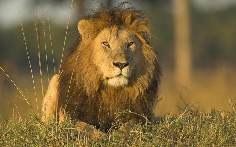 outdoors, one animal, animal wildlife, day, Fluffy, Mane, feline, mammal, Big cat, carnivora, land, Grass, portrait, no people, vertebrate, nature, safari