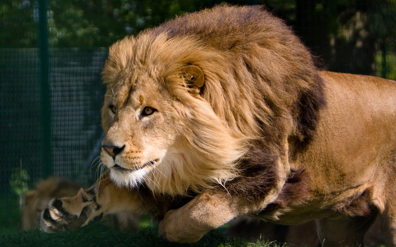 one animal, no people, safari, focus on foreground, Mane, animal wildlife, close-up, feline, Lion, big cat, male animal, undomesticated cat, Beasts, vertebrate