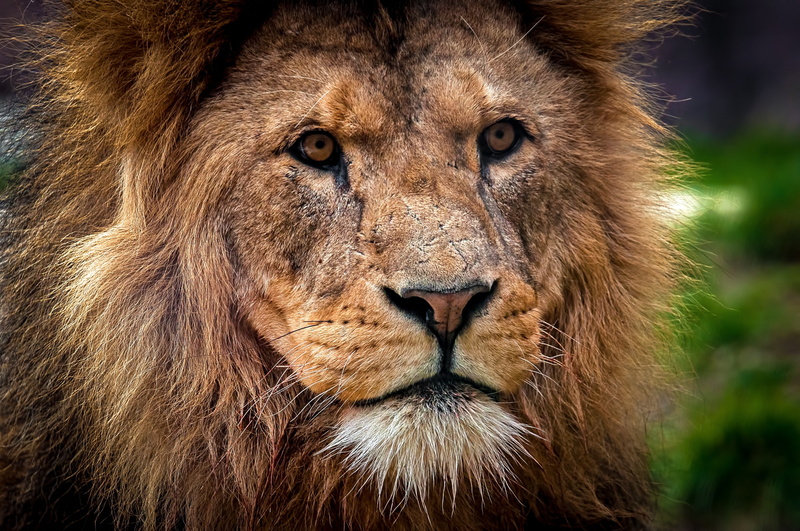 feline, animal head, male animal, outdoors, one animal, Lion, safari, animals in the wild, no people, carnivora, cat, whisker, Predator, animal wildlife