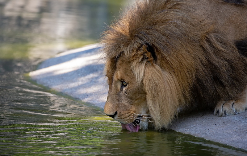 beast, 1080P, Leo, drink, king