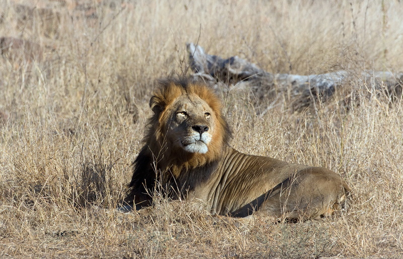 beast, king, 1080P, Leo