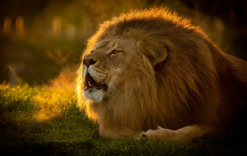5K, wild cat, the king of beasts, Leo, mane, face